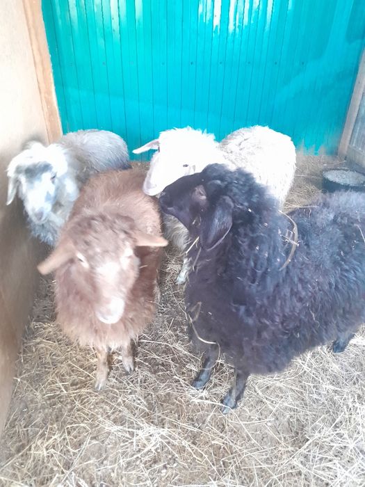 Тоқтылар сатылады