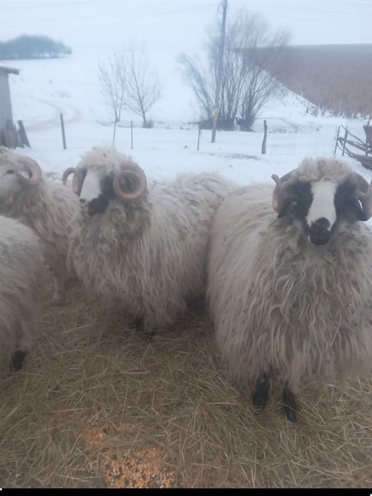 Berbeci brezi de vanzare