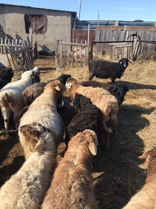 Овцы козы бараны