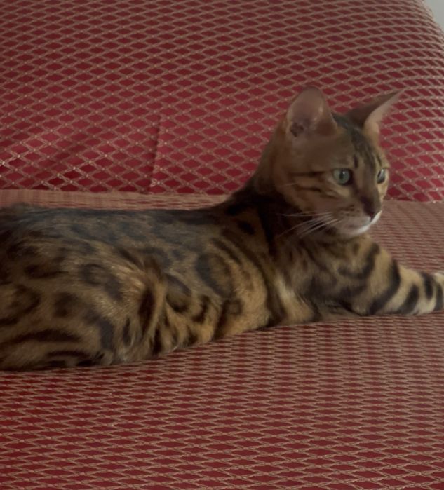 Бенгальская кошка