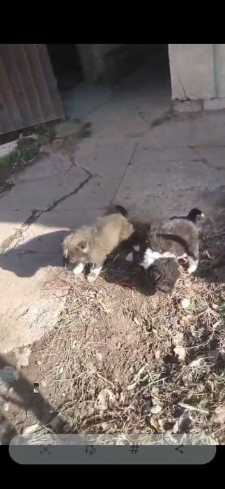 Продаются щенки Алабая !!!