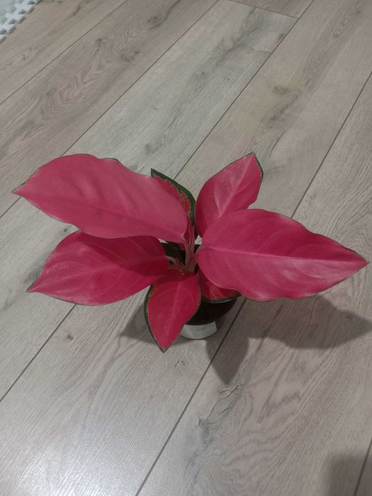 Продам комнатные цветы