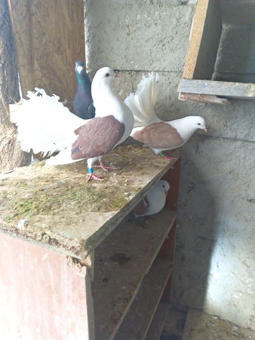 Vând porumbei rotați 150 perechea