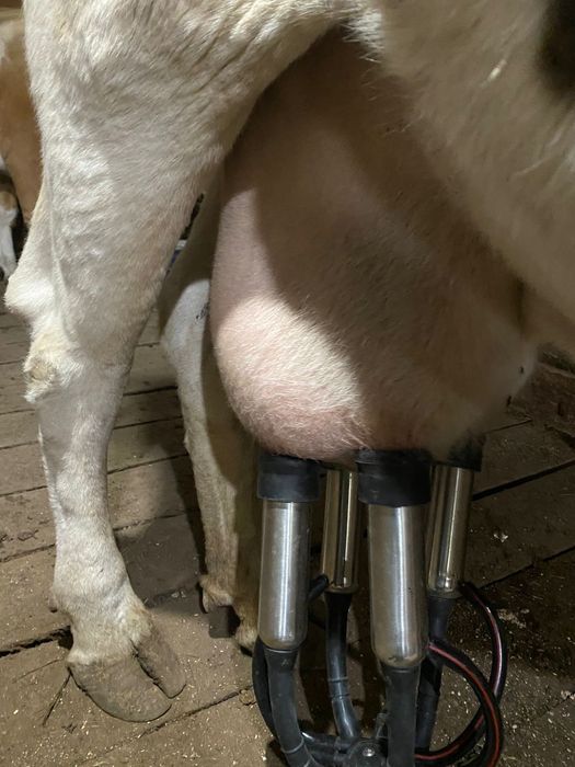 Продам карову молочная