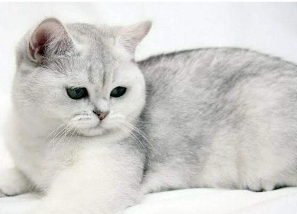Кошечка Скоттиш-Фолд