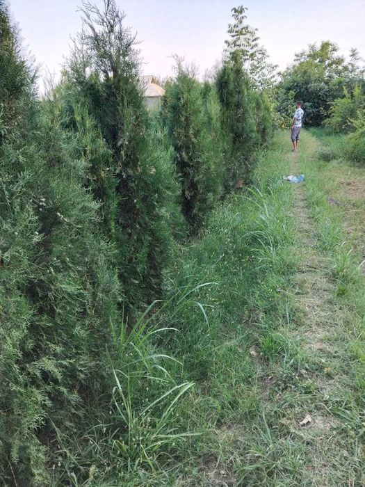 Туя восточный арчалари