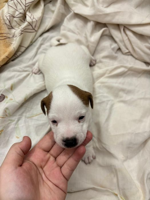 Джек Рассел щенки мальчики