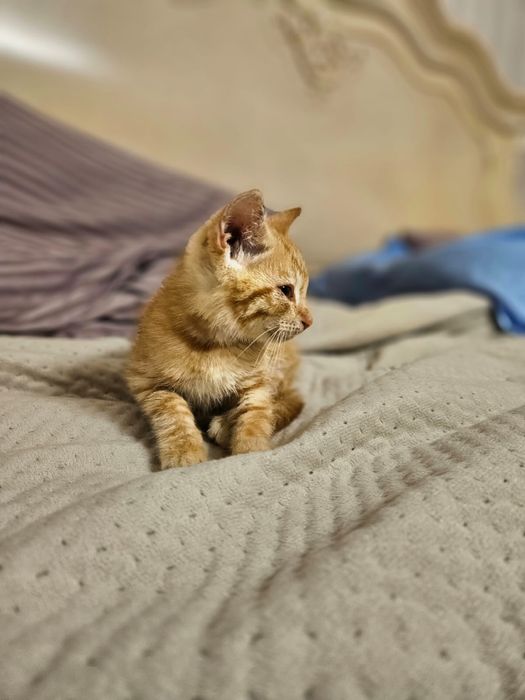 Отдам котёнка в добрые руки