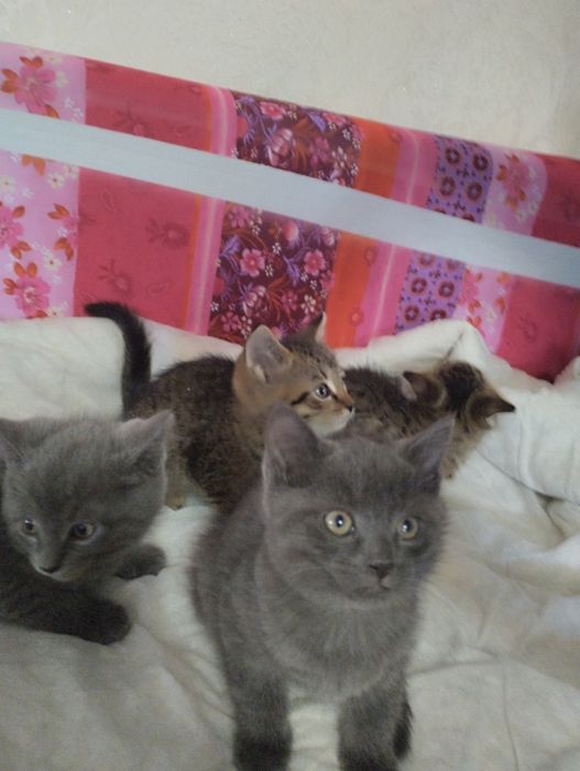 Котята британские