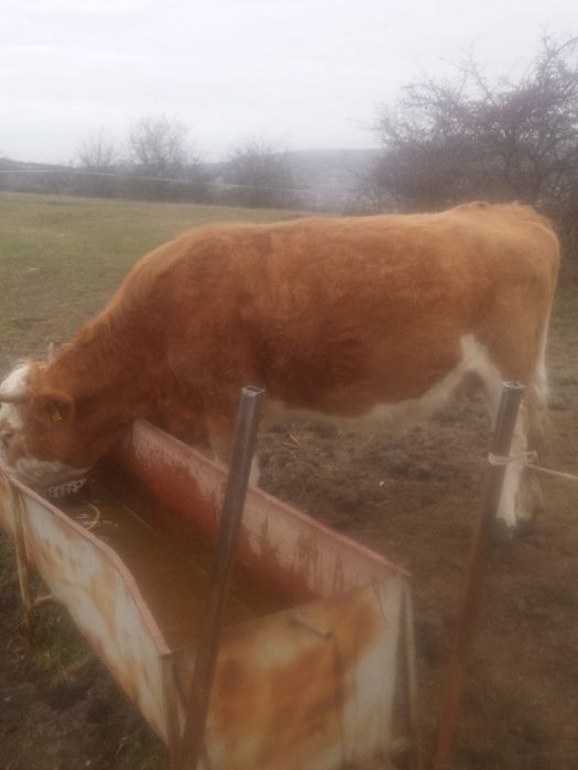 Vând vacă gestanta