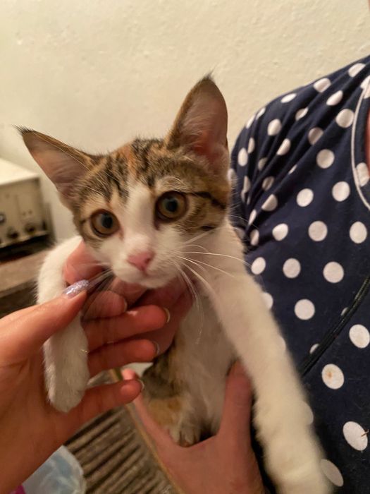 Котенок в хорошие руки