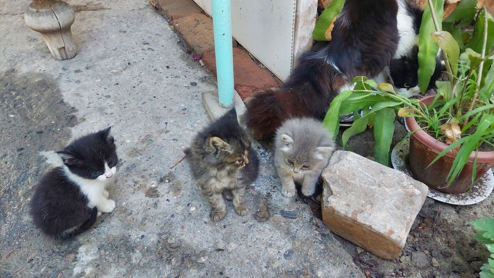 Котята домашние пушистые