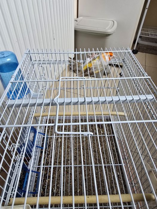 Sticlete maior mascul