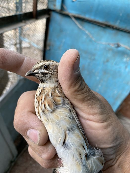 Продам перепелок поющих