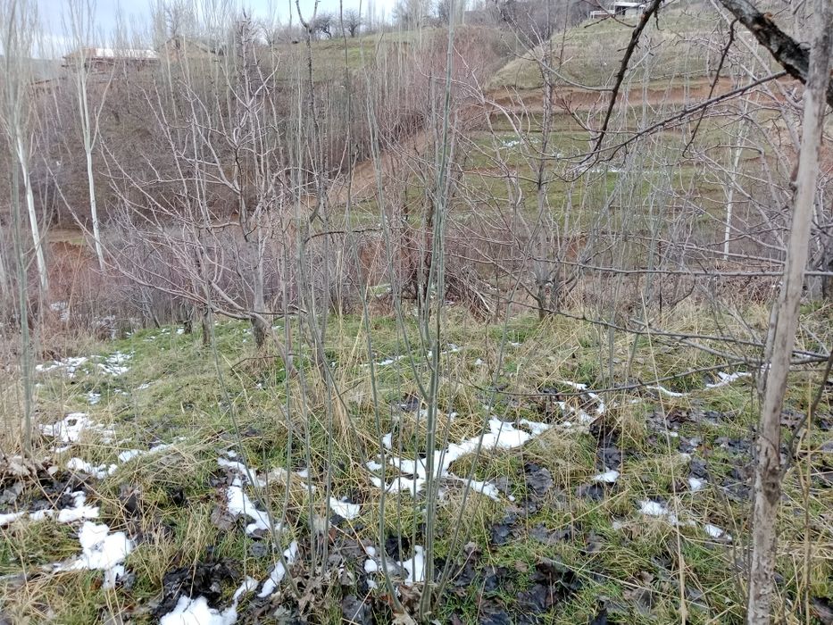 Daromadli Yer Meydoni