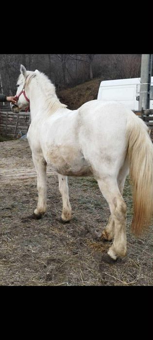 Vând cal castrat foarte cuminte și înțelegător, în vârstă de 9 ani. Of