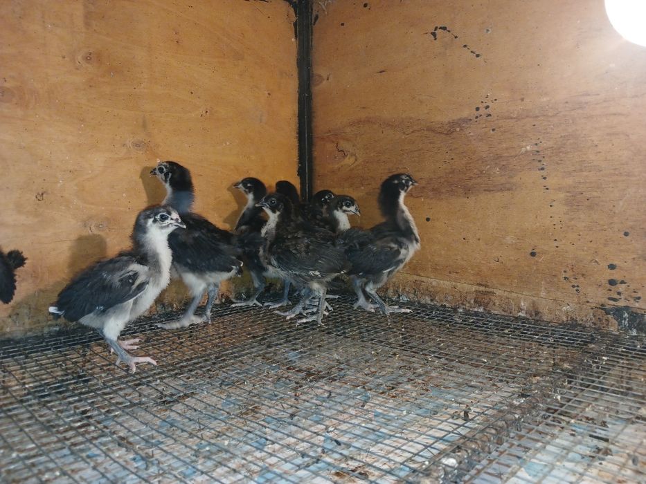 Австралоп бакапандары сатлады.