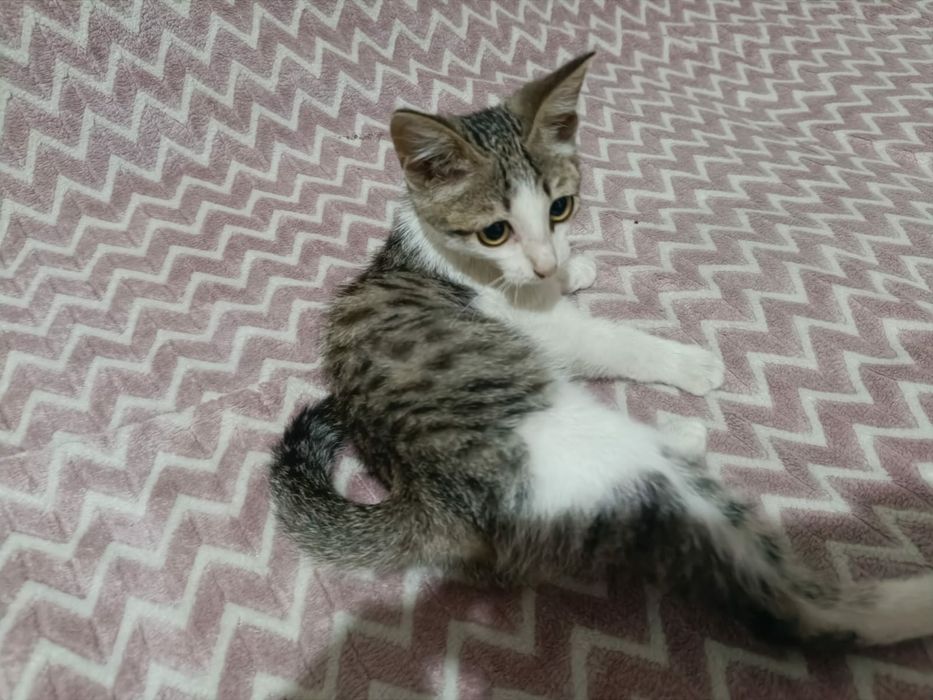 Котята в добрые руки.