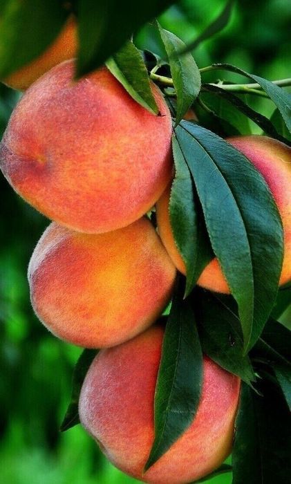 Pomi Fructiferi Columnari (Piersic )