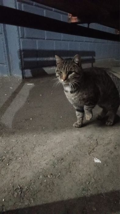 Котик ищет дом Срочно