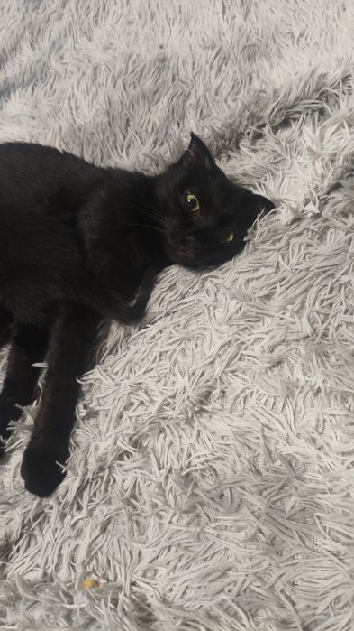Отдам котят в добрые руки.