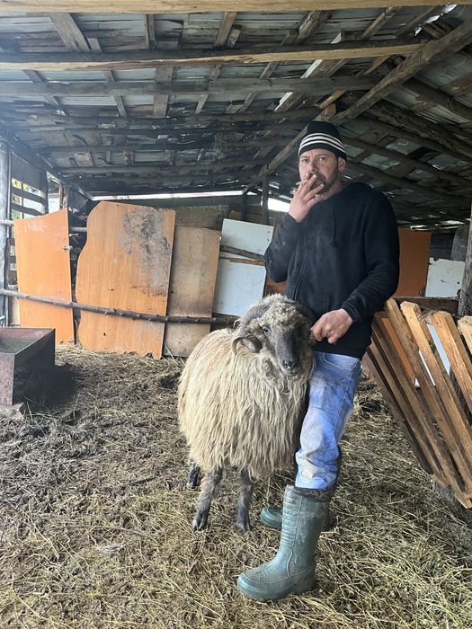 Oi de vanzare…se dau la gramada toate au miel in  burta