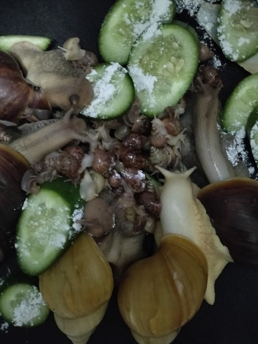 Улитка ахатина арзон нарх