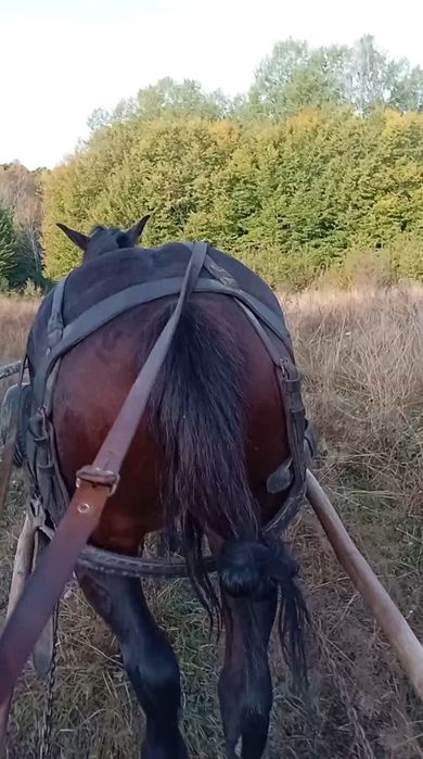 Vând cal  de 4 ani