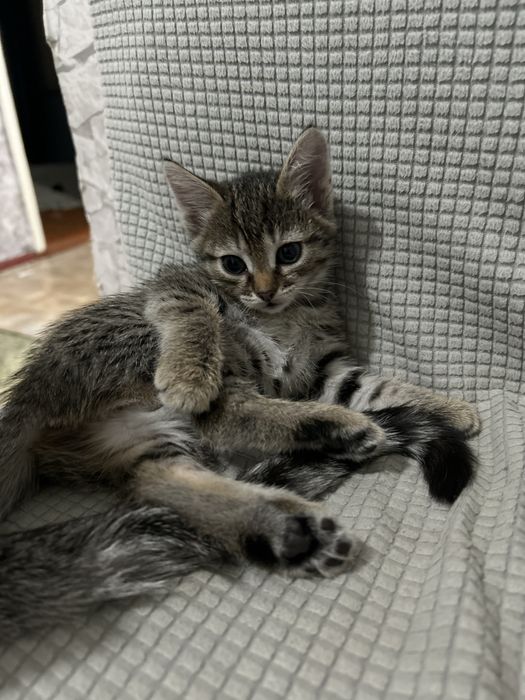 Отдам котят хорошие руки