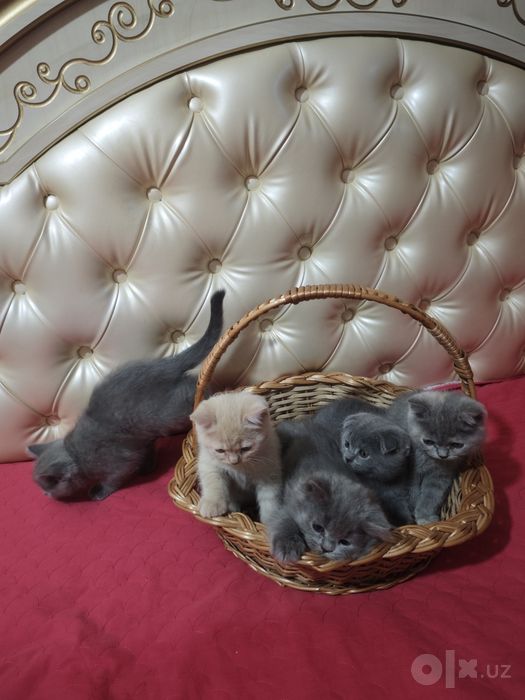 Котята Скотиш фолд и страйт
