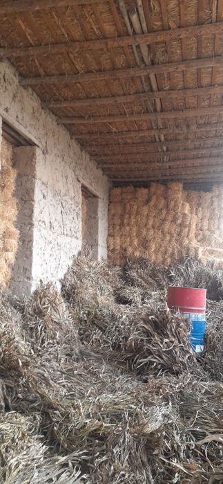 Somon va makayi poya sotiladi