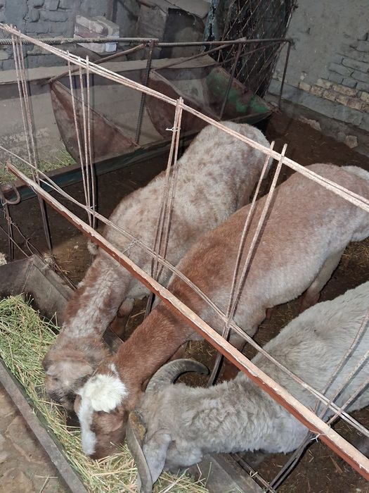 Бокиладиган куйлар