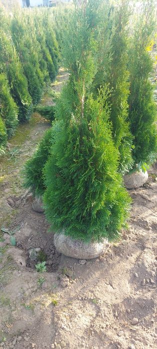 Tuia smarald dacă doriți la Salcea găsiți poze reale