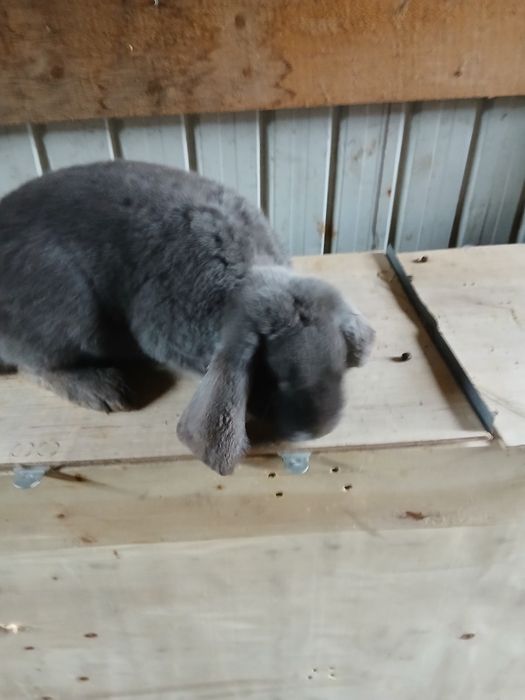 Vând iepuri de rasă