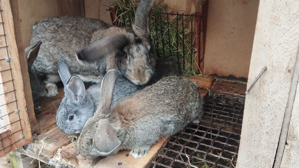 Продаются крольчата