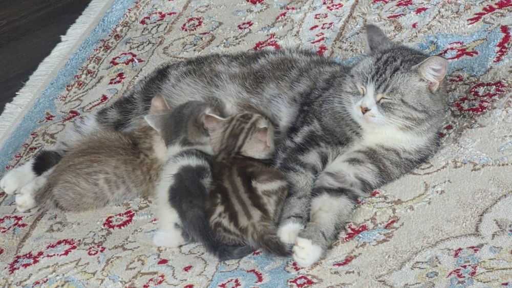 Отдам котят бесплатно.