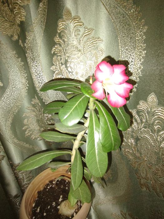 Продам комнатные цветы.