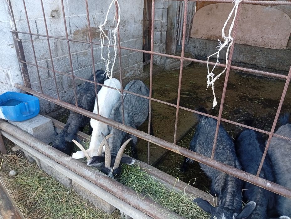 Ешки,теке,шибиштер