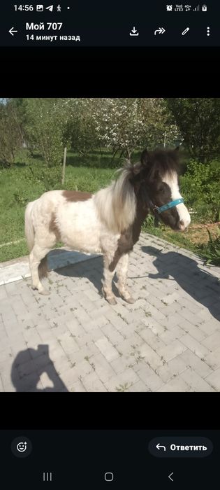 Продаётся Кобылка Шетлендской Пони 1.4 года