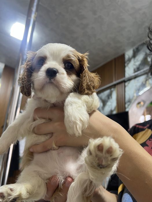 Кавалер Кинг Чарлз