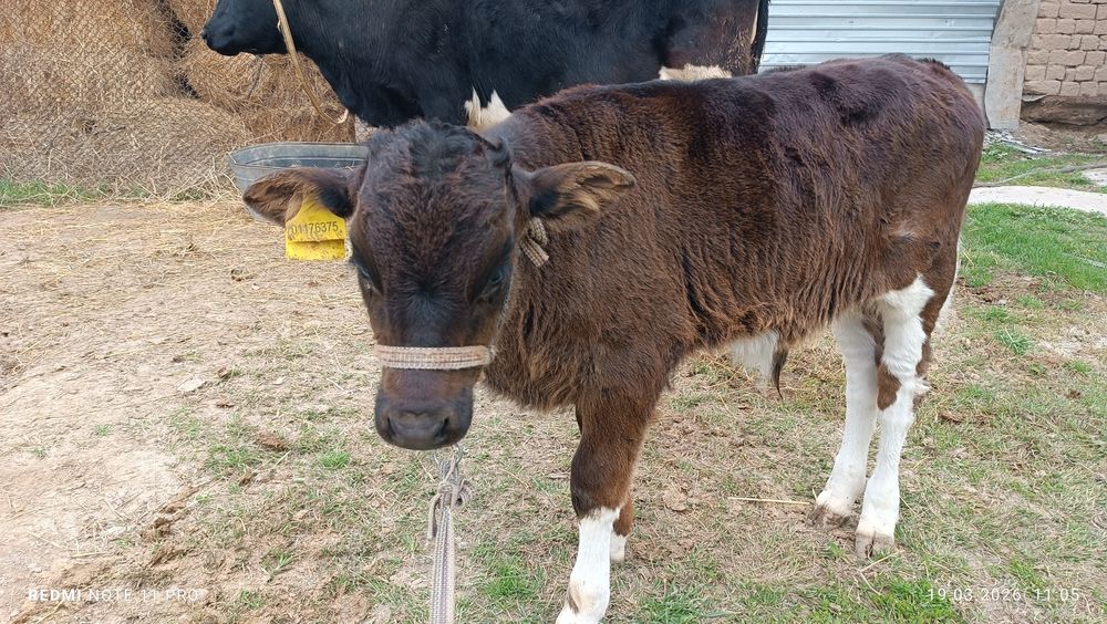 Бұзаулы сиыр сатылады!
