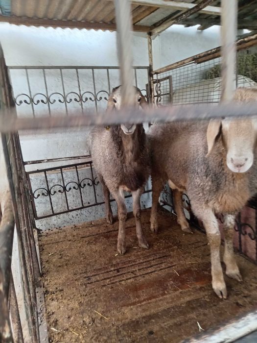 Кучкор куйлар сотилади