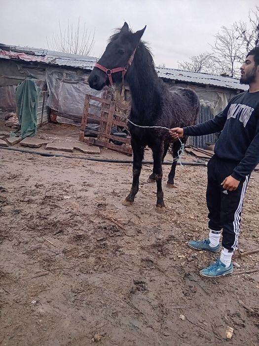 Vând cârlan metiz de frizian