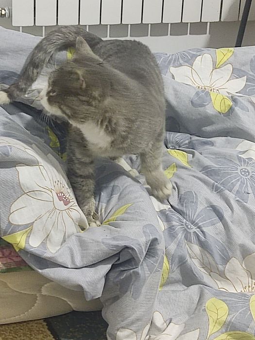 Үидың мысығы 2 жасар