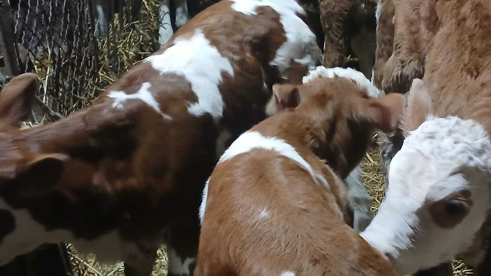 Vitei sugari de vanzare