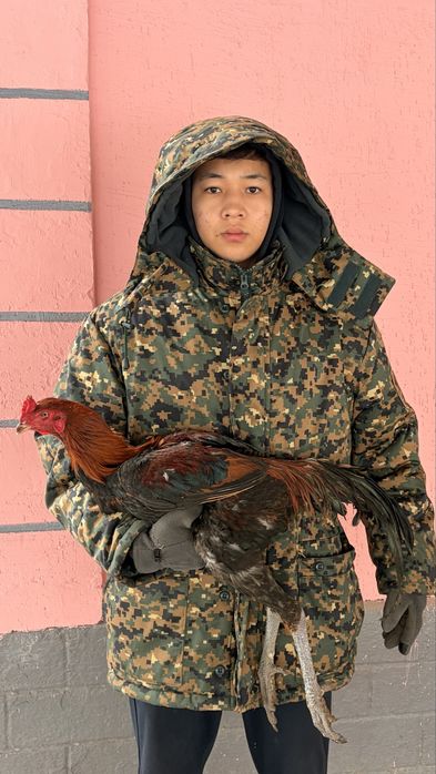 Дакан шөже сатылады