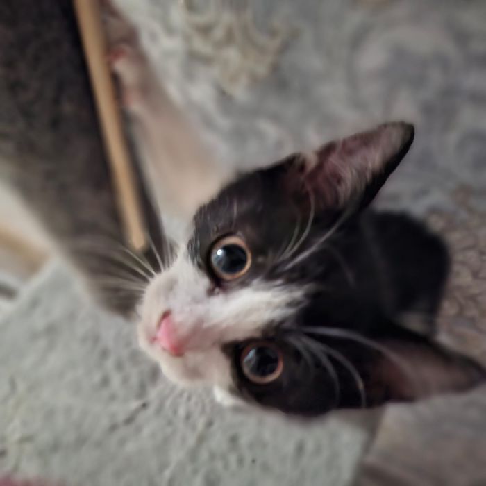Отдам котенка в хорошие руки