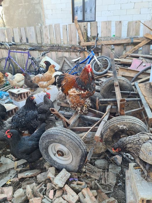 Cocoși braham tineri de anu trecut.