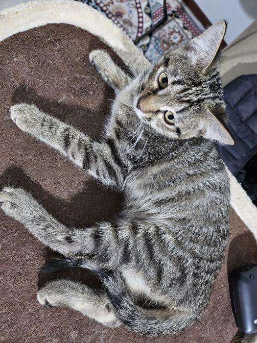 Отдам котят в хорошие руки