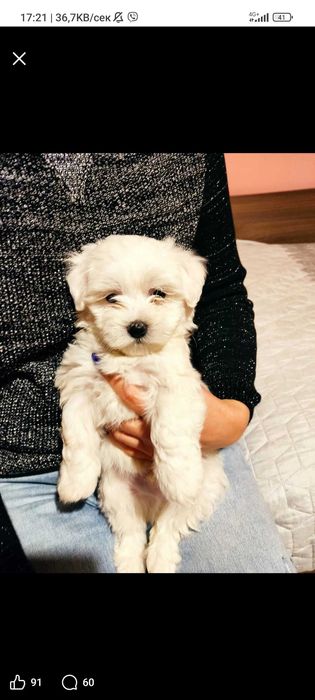 Кученца Малтийчета